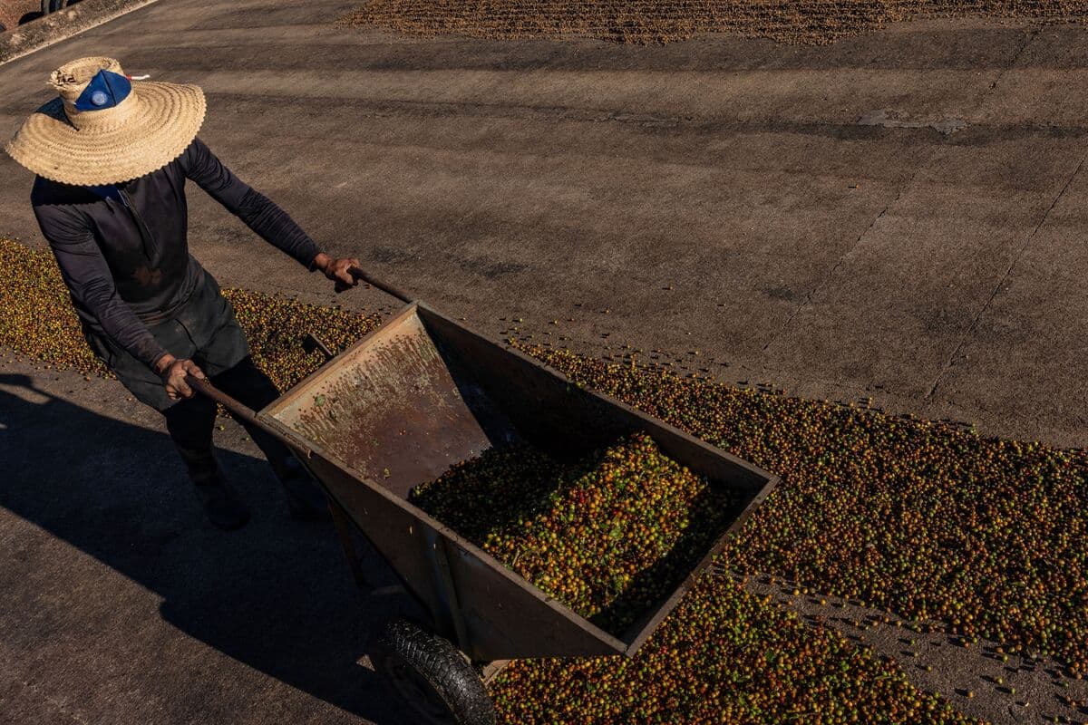 Coffee Traders Anticipate Brazilian Beans as Farmers Delay Sales