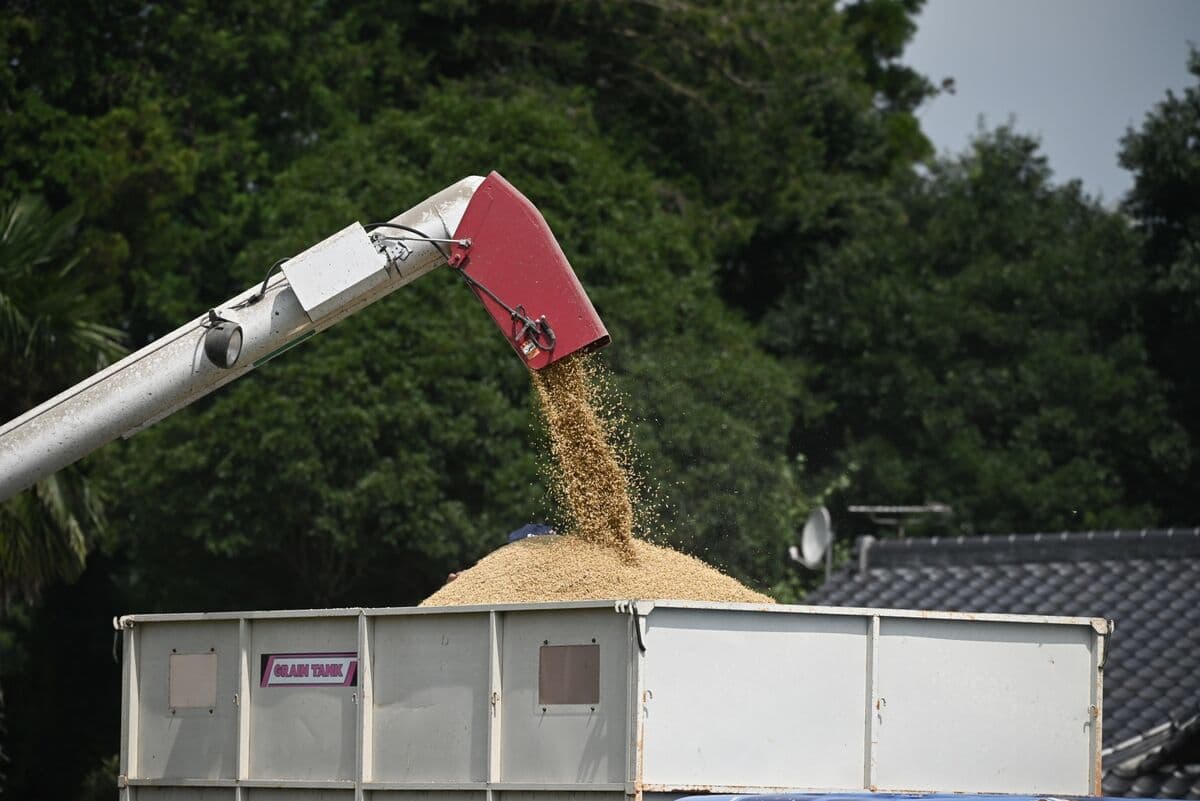 Asian Rice Prices Rise 20% in May Amid War and Weather Concerns