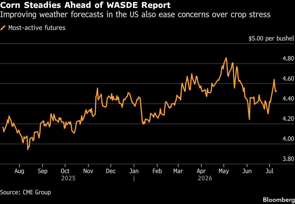 Corn Futures Stabilize Ahead of Important US Supply Report as Weather Risks Diminish