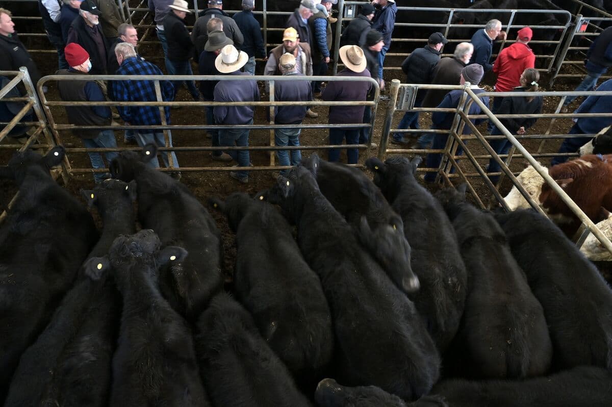 Australia's Beef Exports to China Hit with 55% Tariff After Quota Limit Reached