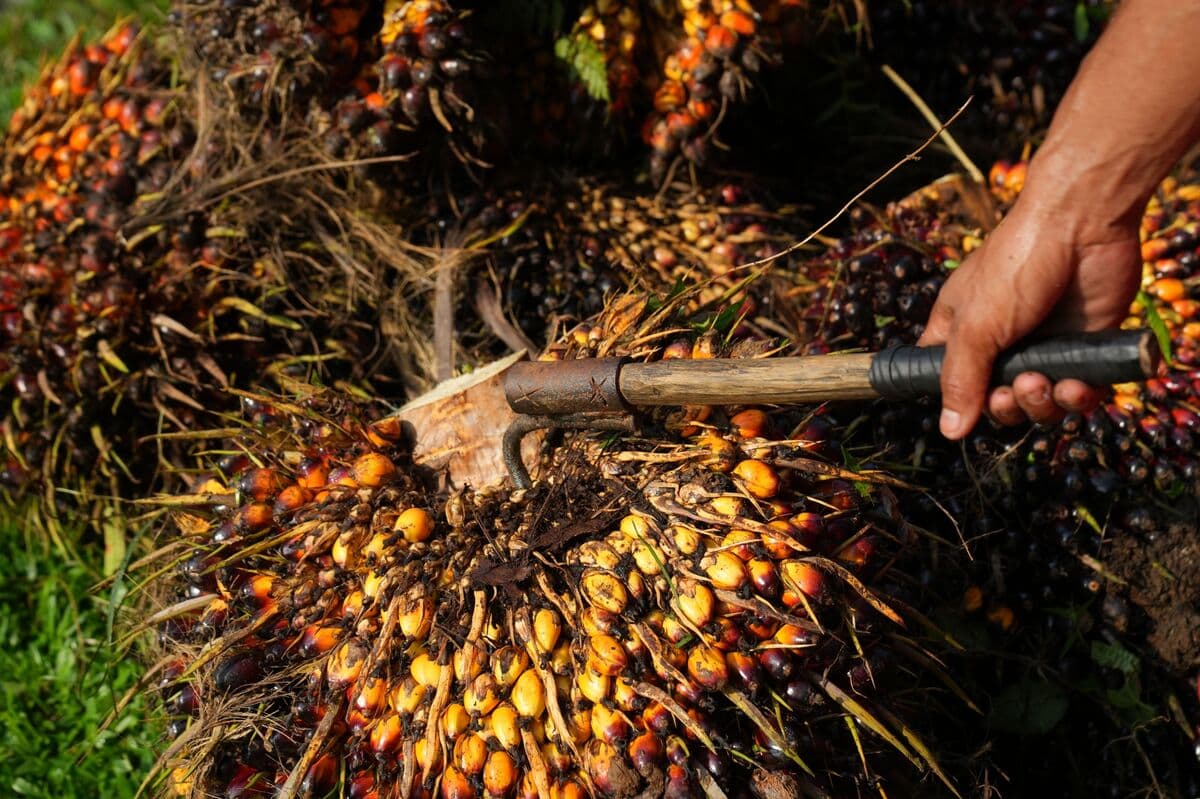 Indonesia Investigates Major Palm Oil Firms Over Export Pricing Concerns