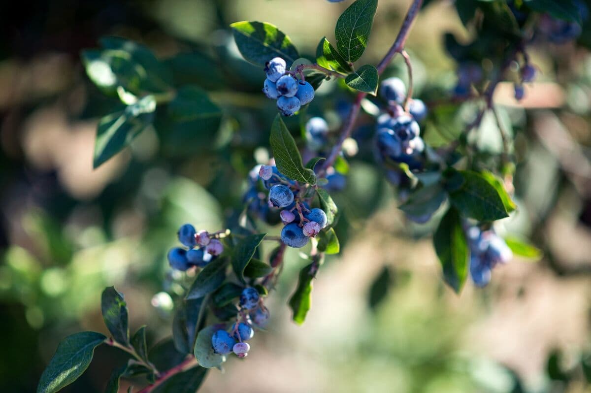 Finland Imposes Fines on Wild Berry Companies for Cartel Activities