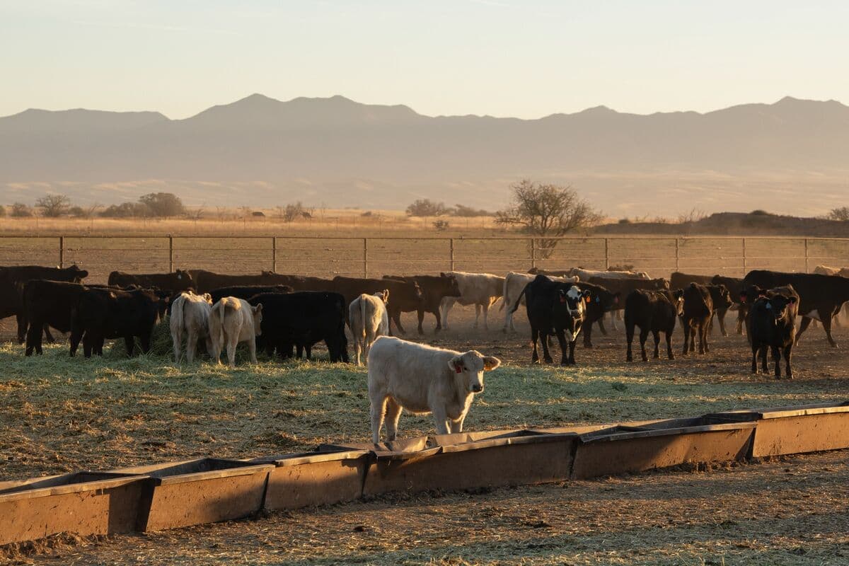 China Reinstates Import Permits for US Beef Plants Amid Xi-Trump Meeting
