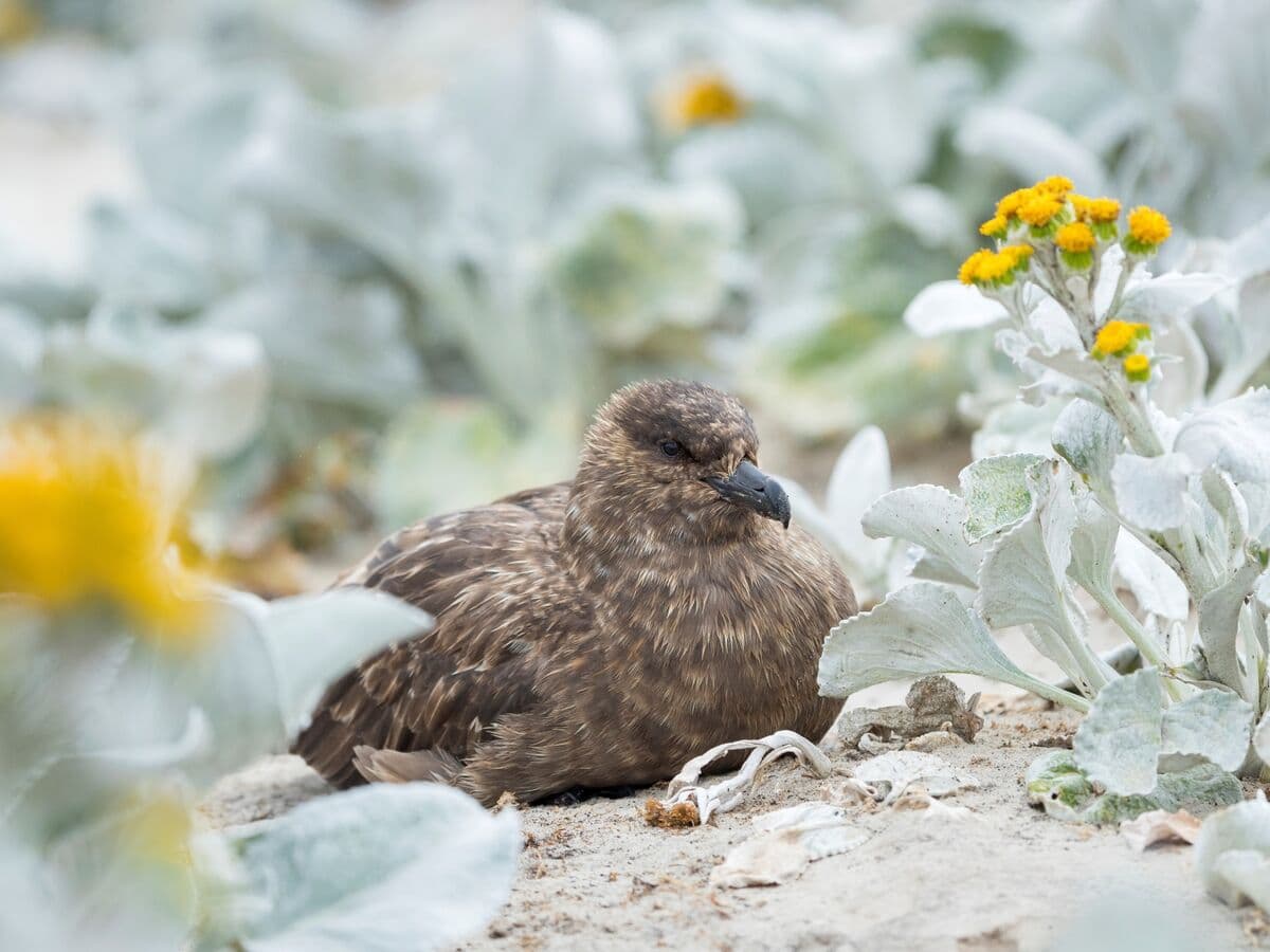 H5 Bird Flu Detected in Australia, Now Present on Every Continent