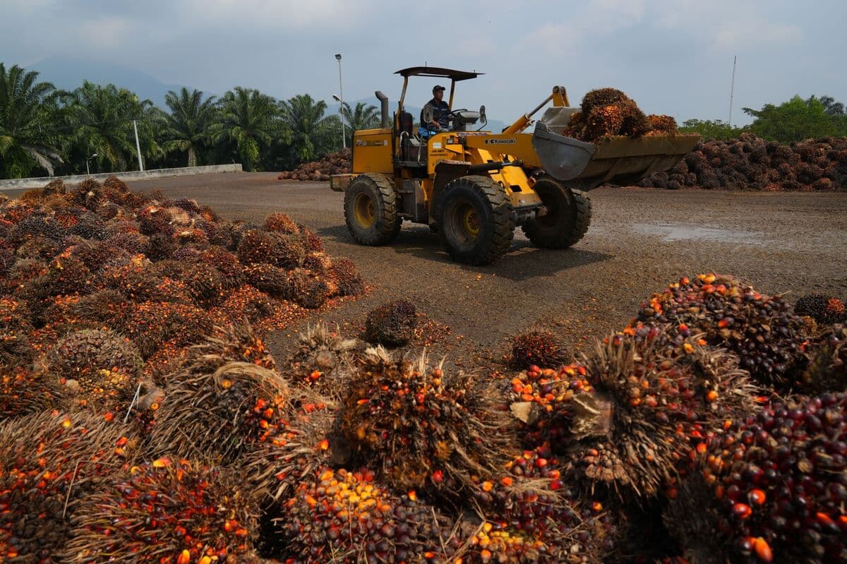 Indonesian Export Changes Create Confusion in Palm Oil Markets
