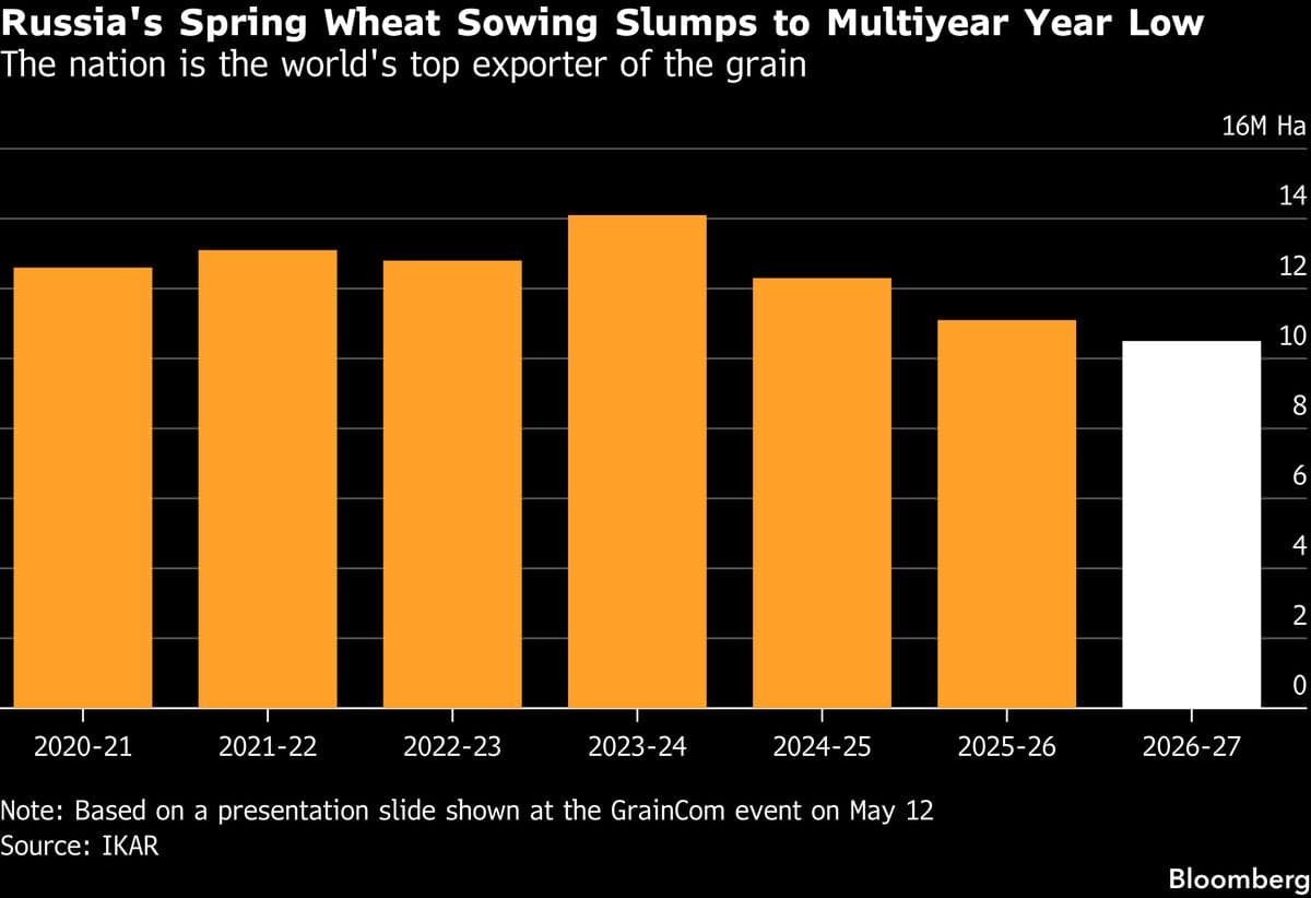 Russia Faces Delays in Spring Wheat Planting, Threatening Harvest Yields