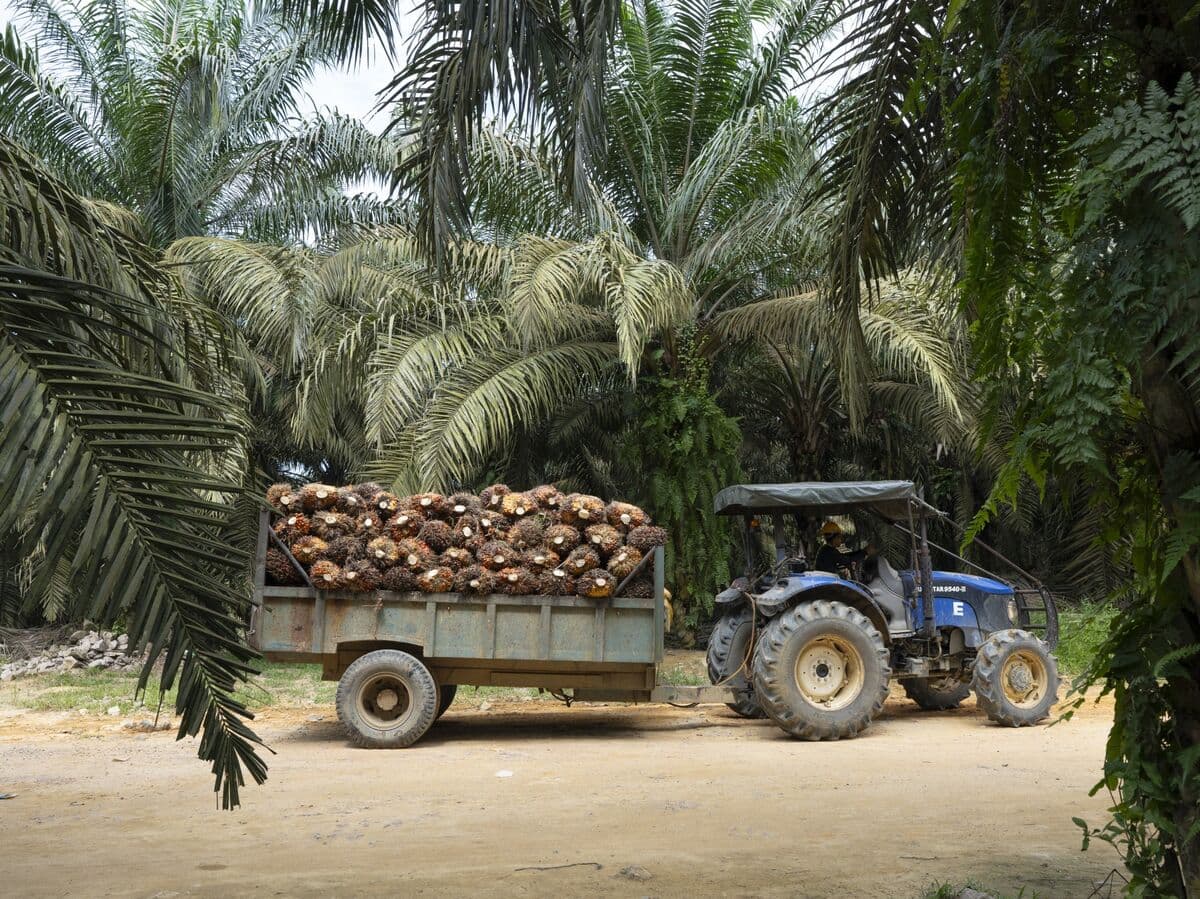 Malaysia's Palm Oil Reserves Increase Significantly Amid Declining Exports