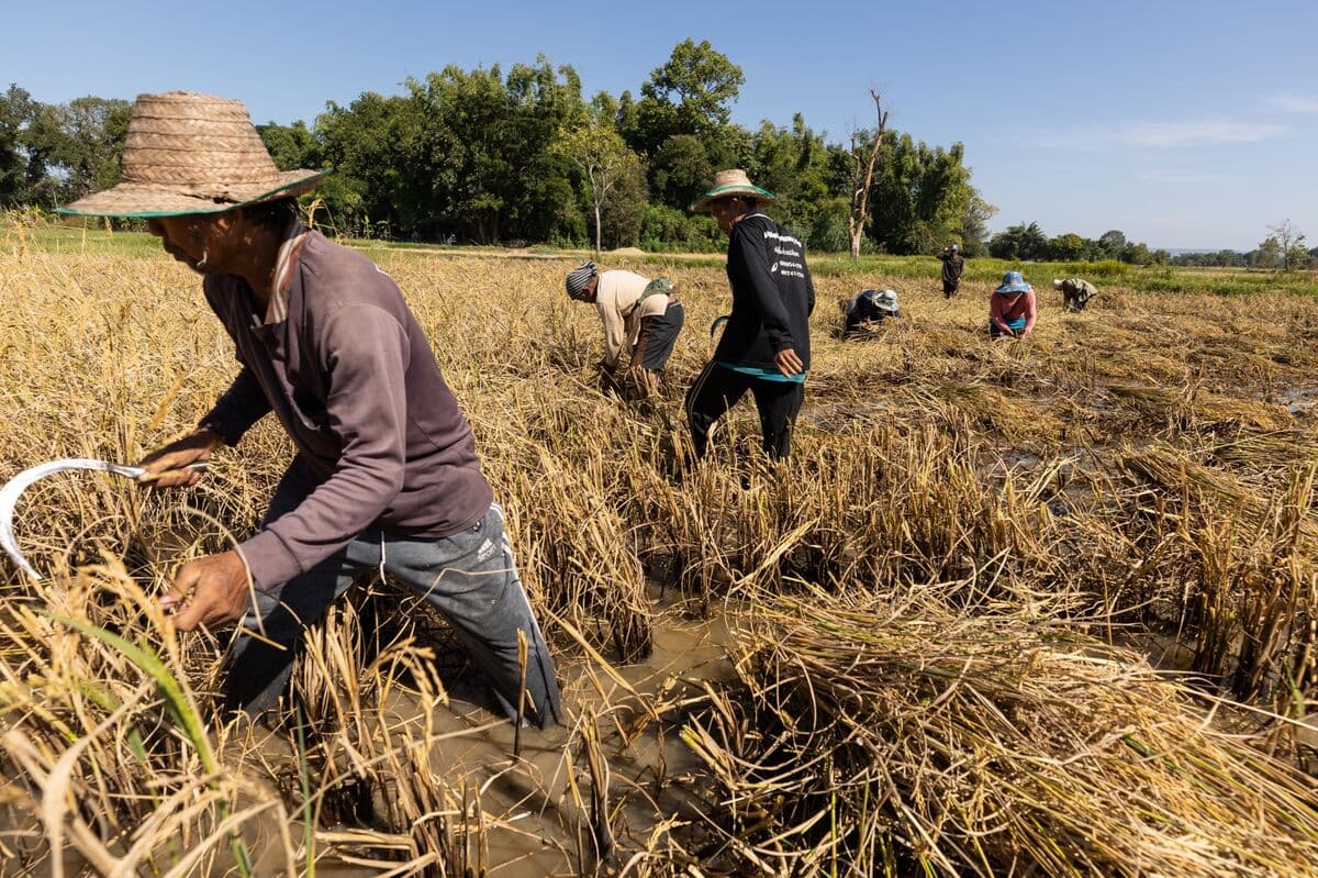 Rice Prices Reach One-Year High Amid Growing Crop Concerns in Asia