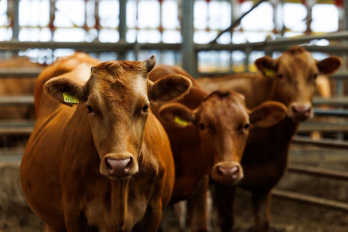 Trump Administration Delays Plan to Suspend Beef Import Tariffs