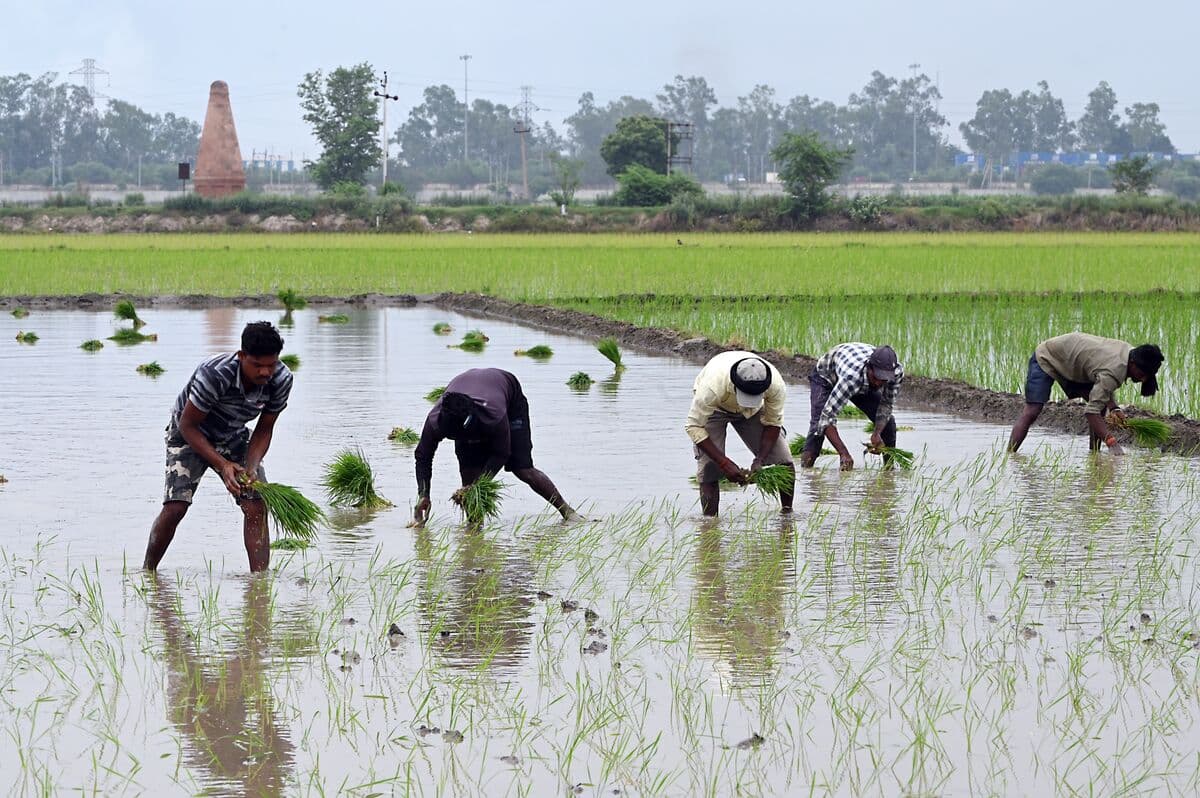 India Reduces Monsoon Forecast to 90% of Normal, Impacting Farmers