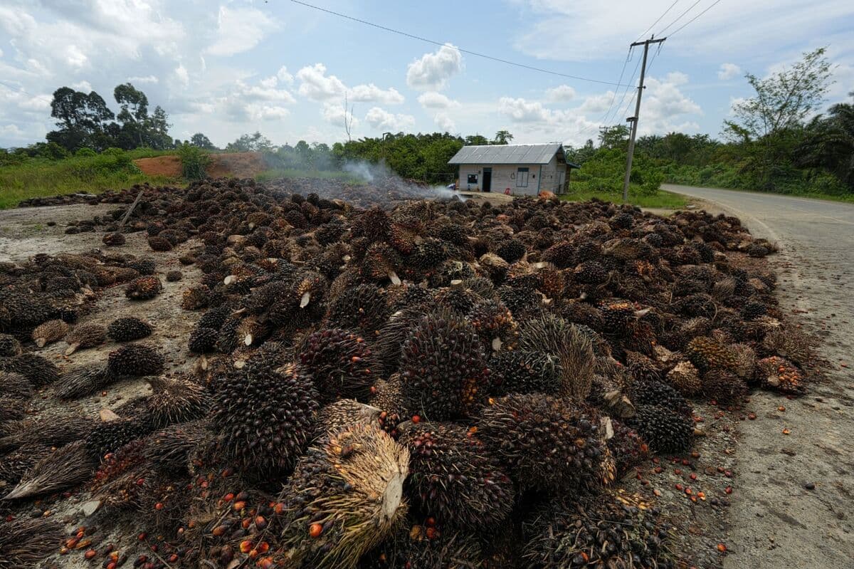 Indonesia Moves Forward with Export Control Plan Amid Regulatory Uncertainty