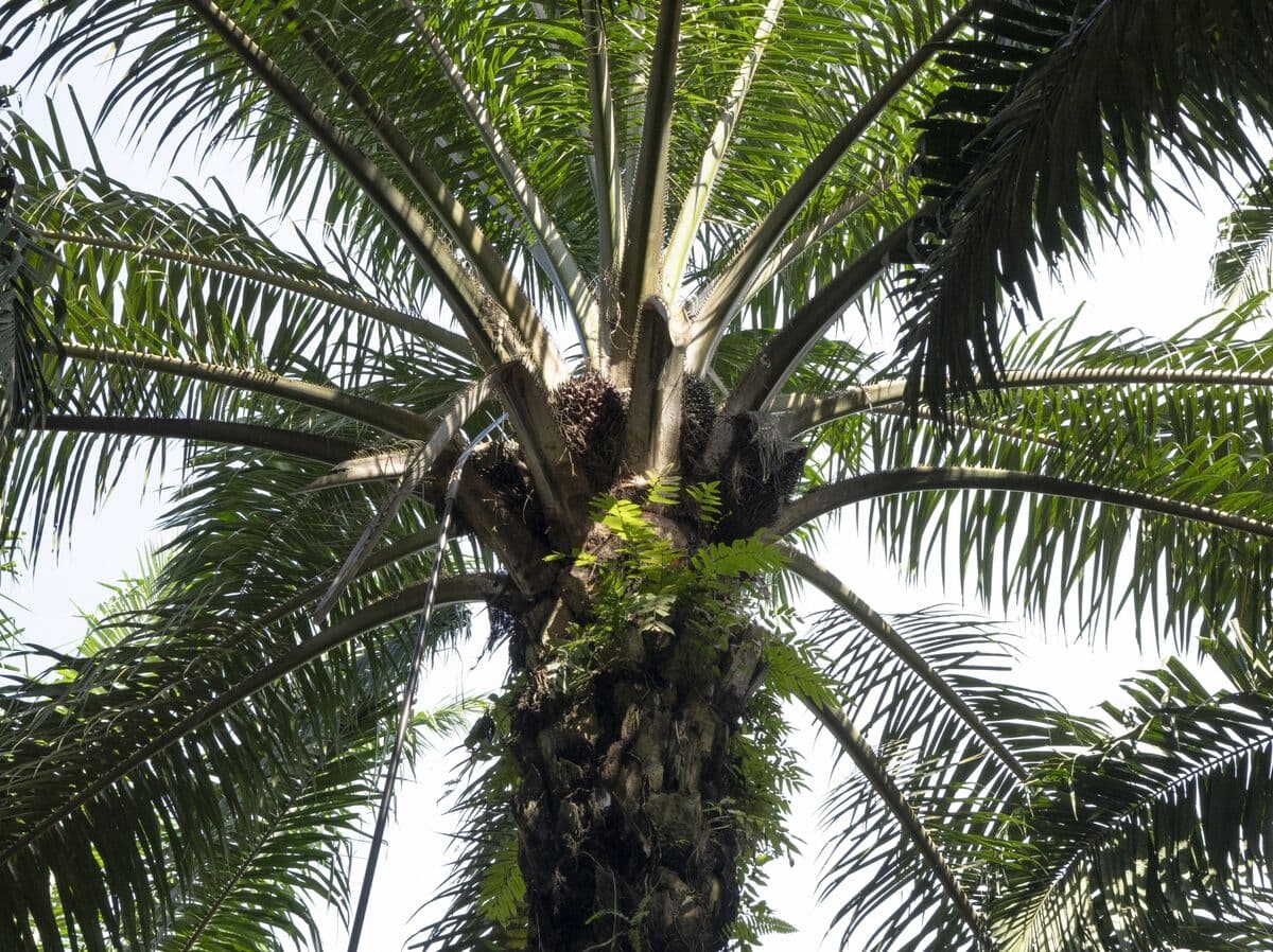 Palm Oil Prices Rise as Crude Oil Surge Enhances Biofuel Demand Outlook