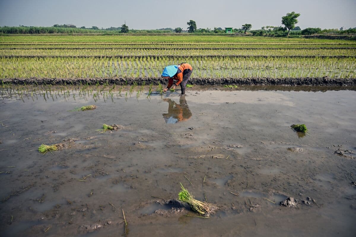 El Niño Develops in Pacific, Increasing Risks of Heat and Crop Challenges
