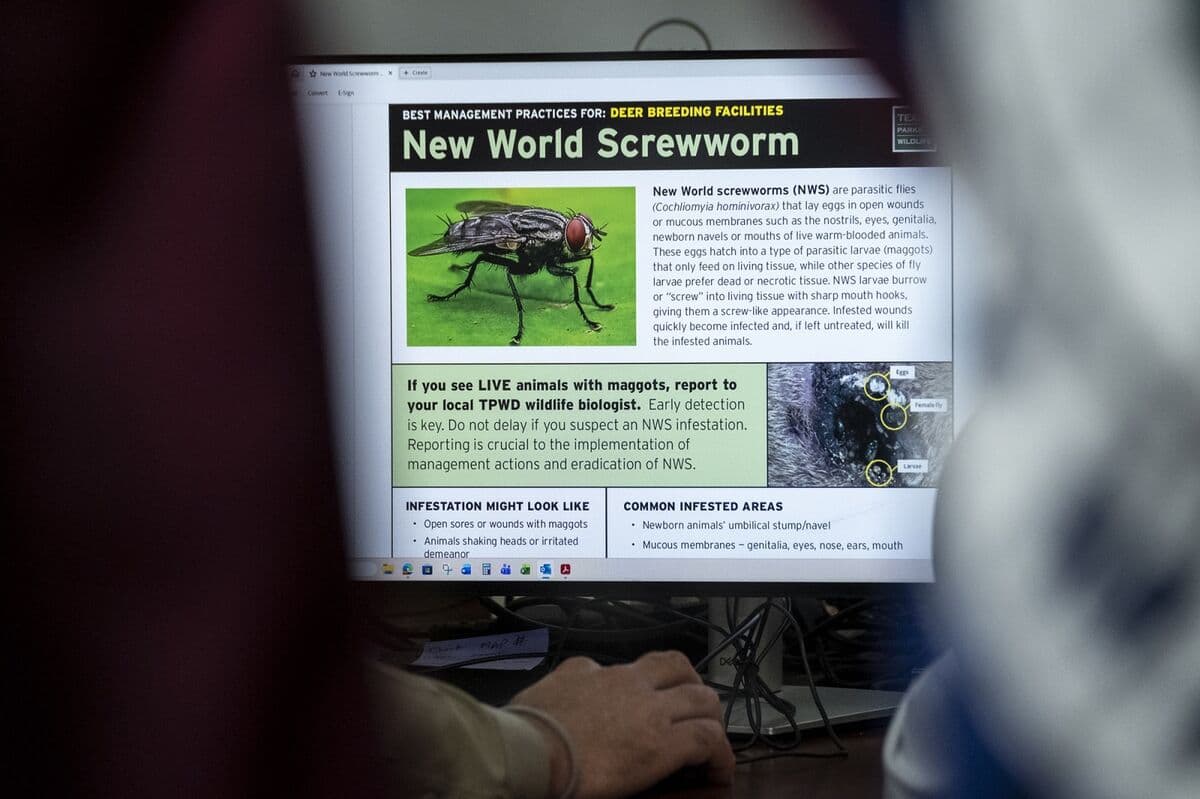 Senate Democrats Call on USDA to Intensify Screwworm Response Efforts