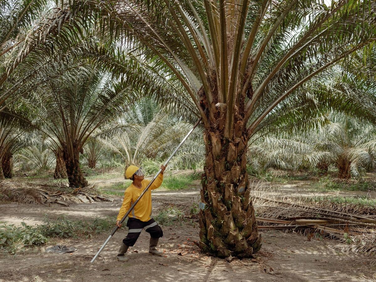 Wilmar International Sees Largest Decline in Six Years Amid Indonesia Investigation