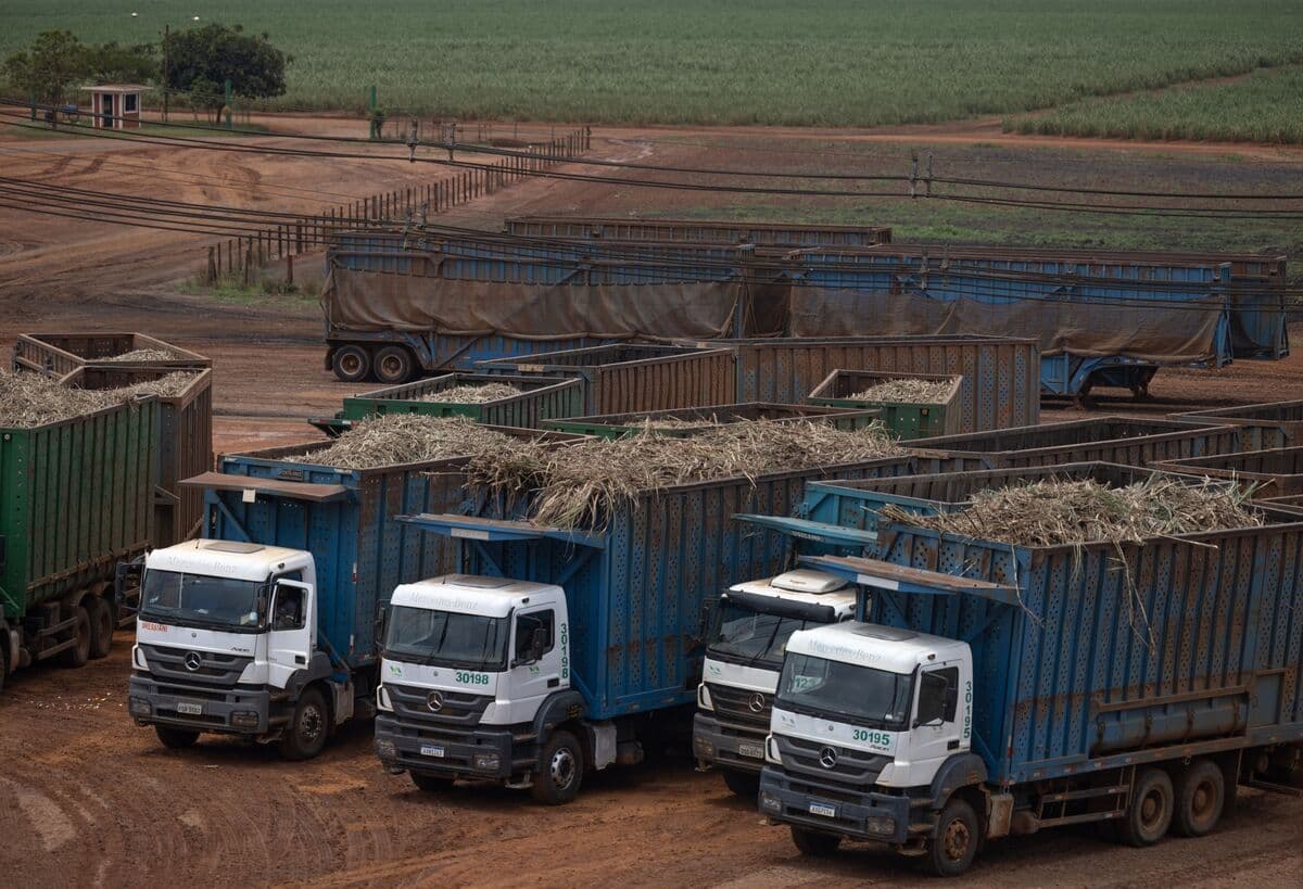 Sugar Futures Fluctuate as Traders Assess Brazil's Supply and El Niño Risks
