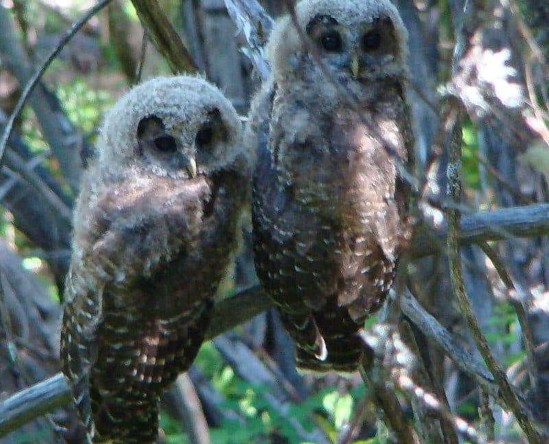 Trump administration attempt to gut Endangered Species Act hits roadblock