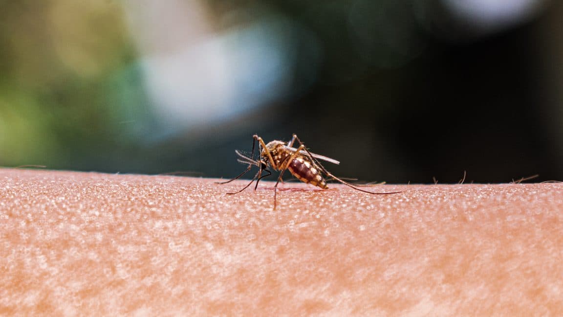 Expanding Mosquito Ranges Highlight Need for Enhanced Disease Monitoring