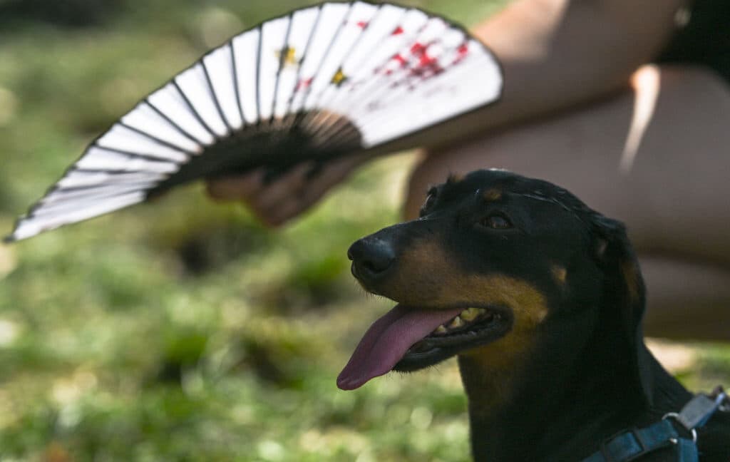 Rising Temperatures Disrupt Animal Behavior and Learning Abilities