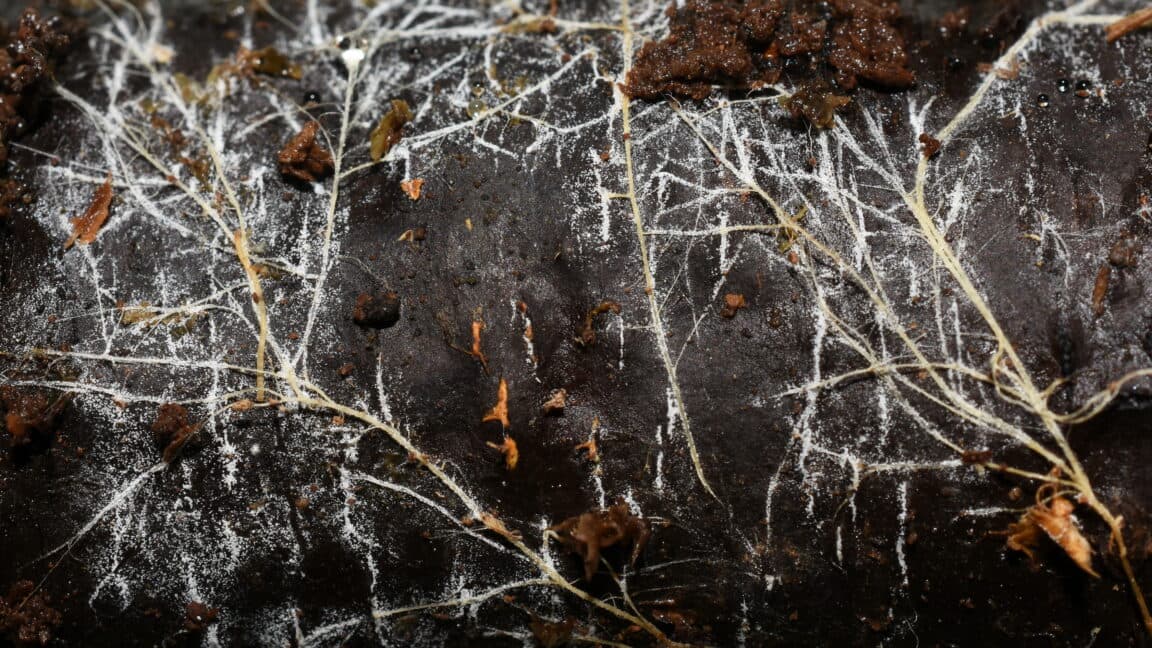Global Study Reveals Length of Fungal Networks Extends Beyond Solar System