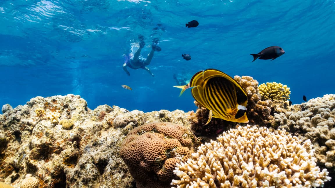 Scientists Identify Resilient Coral Reefs Amid Global Warming Threats