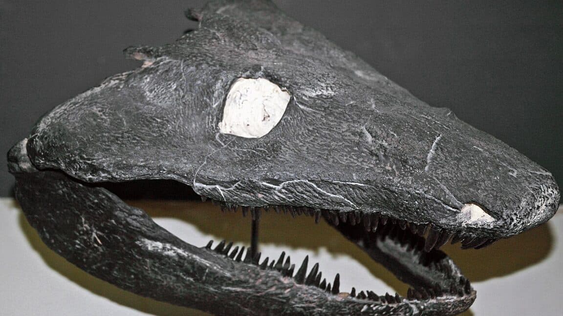 Early Terrestrial Vertebrates Did Not Undergo Tadpole Development
