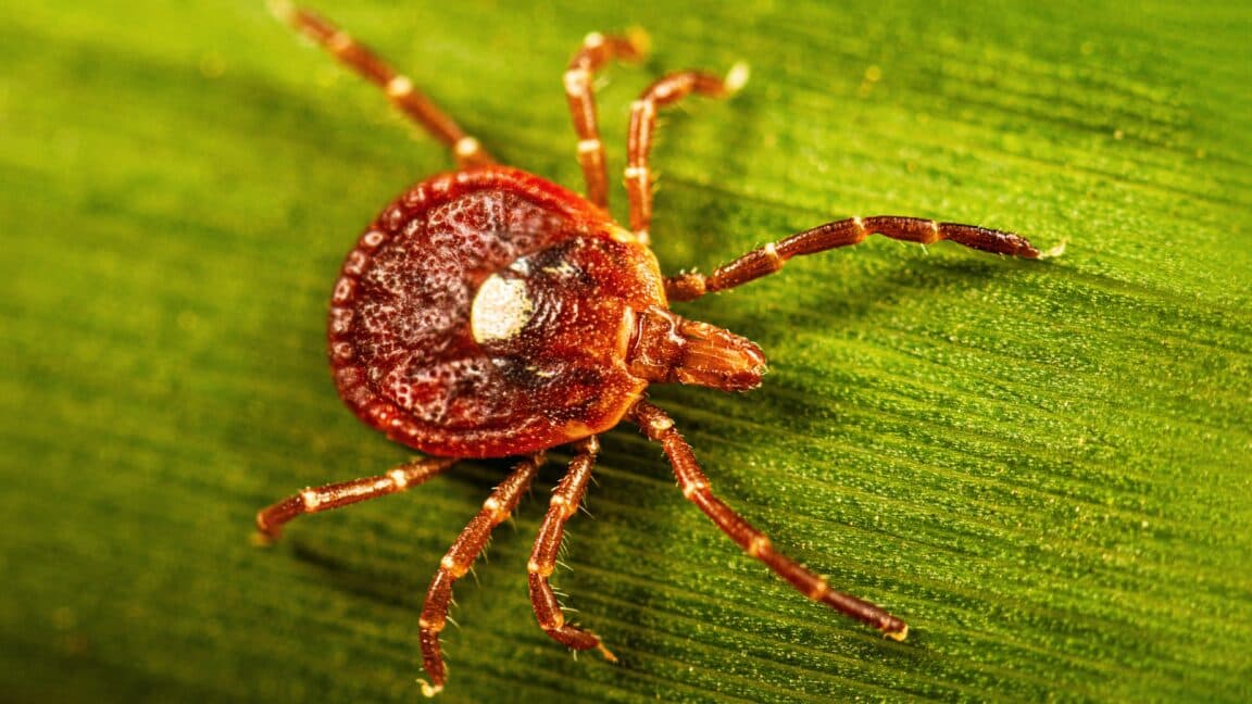 Many individuals may possess a marker for tick-related meat allergy