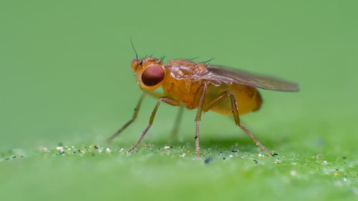 Fruit Flies Navigate Turbulent Air to Locate Sources of Smell