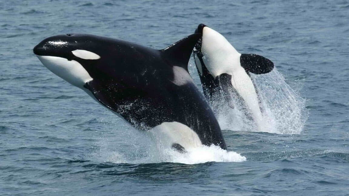 Orcas Collaborate to Attack Sunfish, Causing Them to Burst