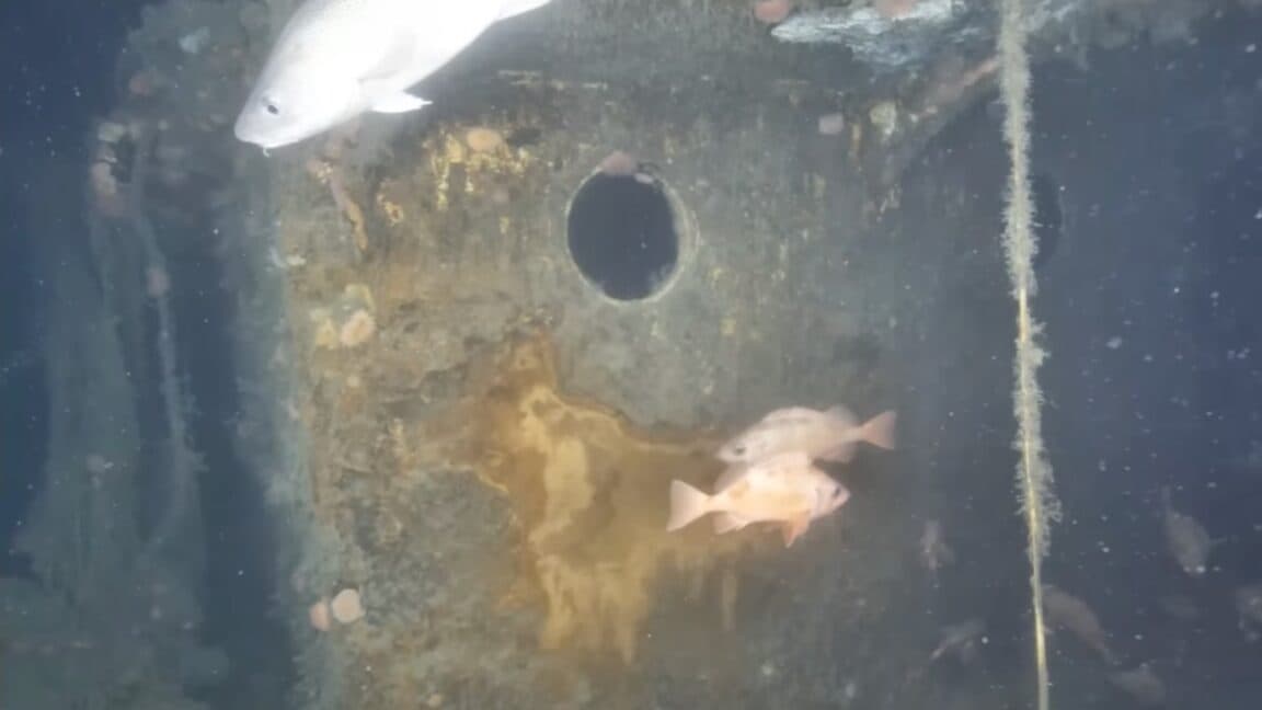 First Images Reveal Deterioration of Quest Shipwreck and Its New Marine Ecosystem