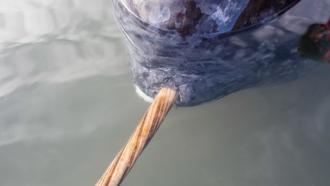 Study Reveals Dual Spirals in Narwhal Tusks Twisting in Opposite Directions
