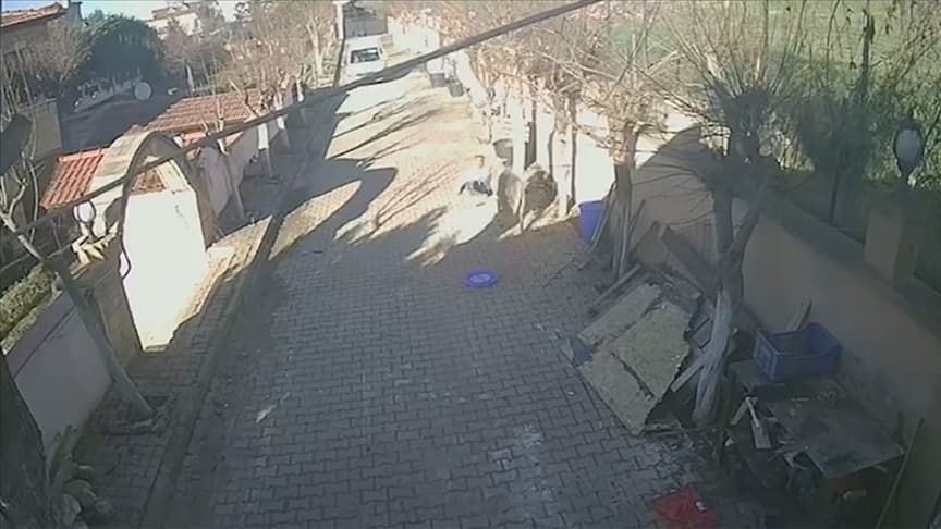 Silivri'de beslediği koçun saldırısına uğrayan kişi yaralandı