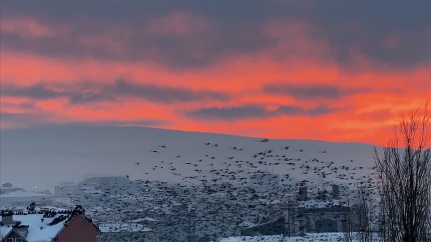 Ardahan'da gün batımı kızıllığı ve kuşların uçuşu görüntülendi