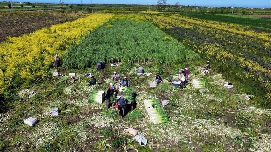 Bafra Ovası'nda pırasa hasadı tamamlanmak üzere