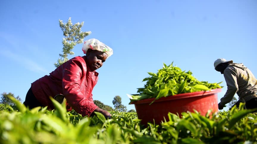 Afrika'nın çay kültürü ekonomik olarak değer kazanıyor