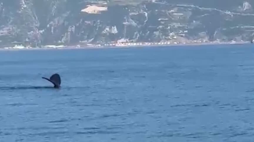 Samandağ açıklarında bir balina görüntülendi