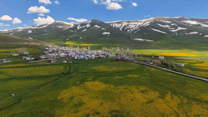 Erzurum'da çiçekli çayırlar ve karla kaplı dağlar bir arada