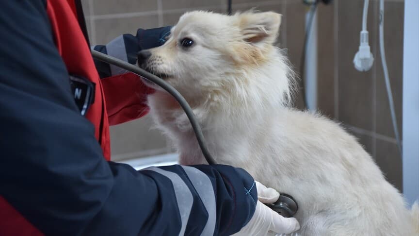 Trabzon'daki hayvan barınağında 429 köpek yaşıyor