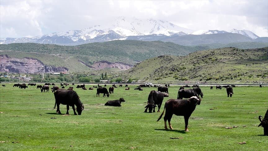 Erciyes'teki manda sayısı desteklerle 8 bin 800'e ulaştı