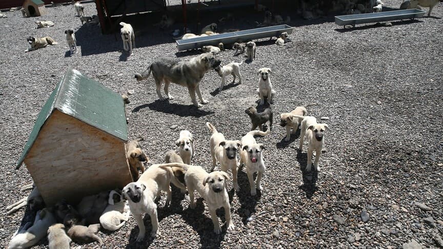 Muş'ta bir yılda 4 bin sahipsiz köpek hayvan barınağında koruma altına alındı