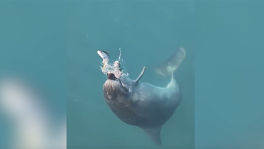 Kadıköy'de iskele yakınında balık avlayan yunuslar cep telefonu kamerasında