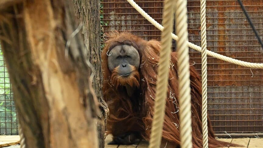 Endonezya'daki yağışlar, Tapanuli orangutanlarının yüzde 7'sini yok etti