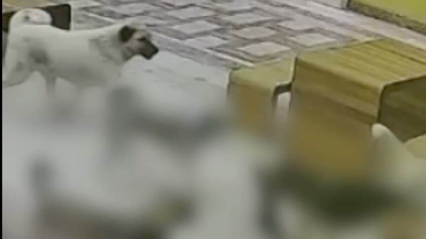 Hatay'da sahipsiz köpeklerin kediye saldırısı güvenlik kamerasında görüntülendi