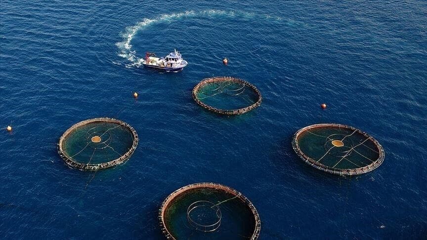 Doğu Karadeniz'in su ürünleri ihracatı 5 ayda 73,7 milyon doları geçti