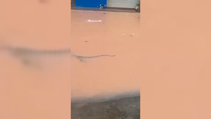 Çin'de sel felaketi nedeniyle çiftlikten 900 yılan kaçtı