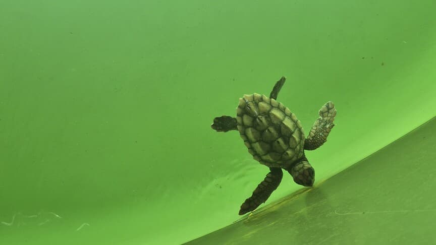 Caretta caretta yavruları denizle buluşmaya başladı