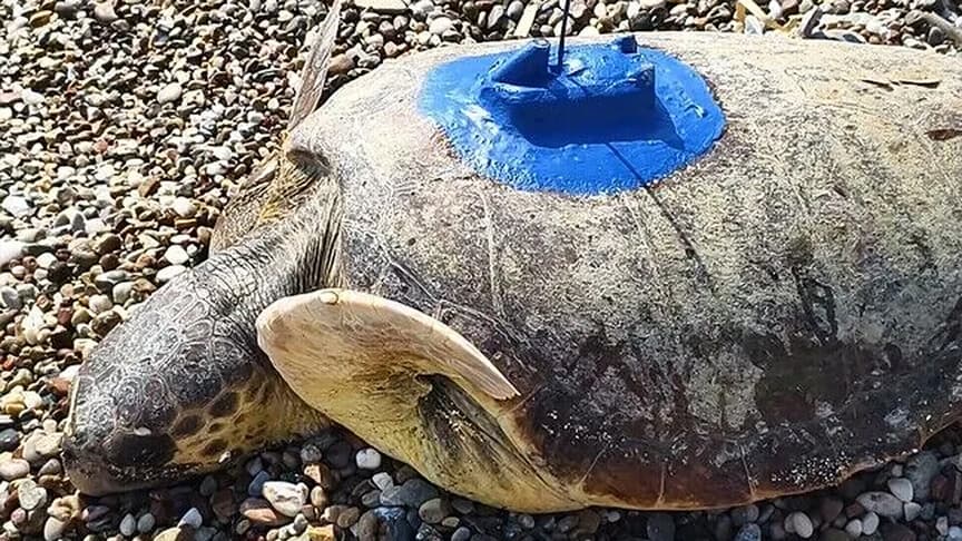 Antalya'da iki caretta caretta denize bırakıldı