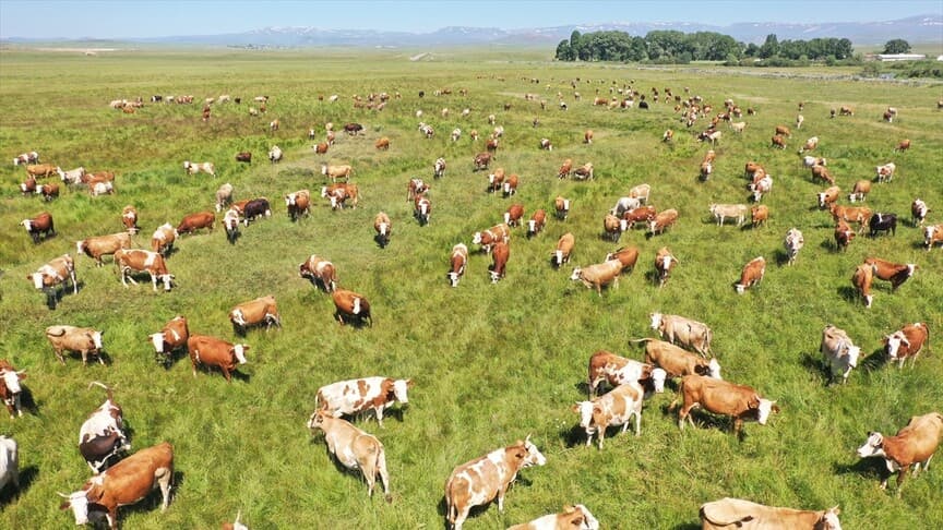 Kars'taki mera alanı 418 bin hektara ulaştı