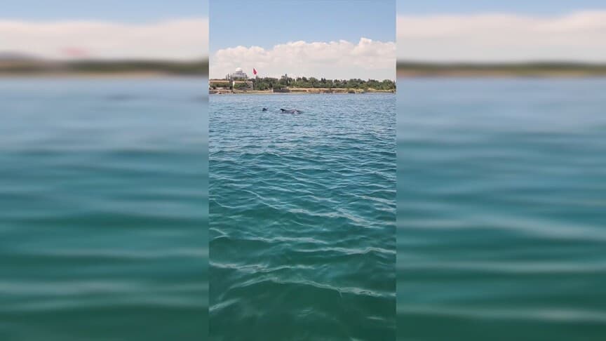 Tekirdağ açıklarında iki yunus görüntülendi