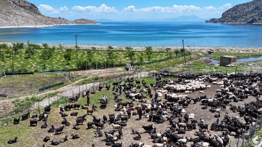 Koyun kırkımından sonra doğaya bırakılan yünler çevre kirliliğine neden oluyor